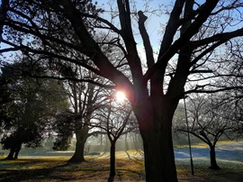 Trees Carbon RTC 19.07.2019